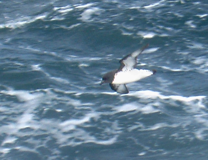 Pintado Petrel